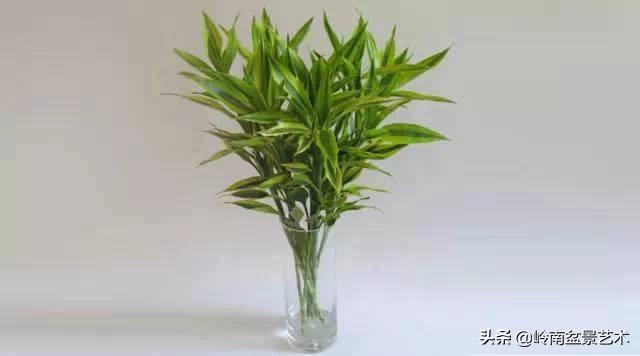 属猪女种什么植物旺财，属猪女种什么植物旺财旺运（养什么植物最旺财运）