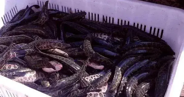 黑鱼怎么养，黑鱼怎么养在鱼缸（黑鱼养殖的过程是什么）