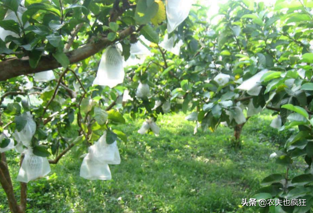 番石榴的功效与作用，亩产达9000斤（番石榴的功效与作用、禁忌和食用方法）