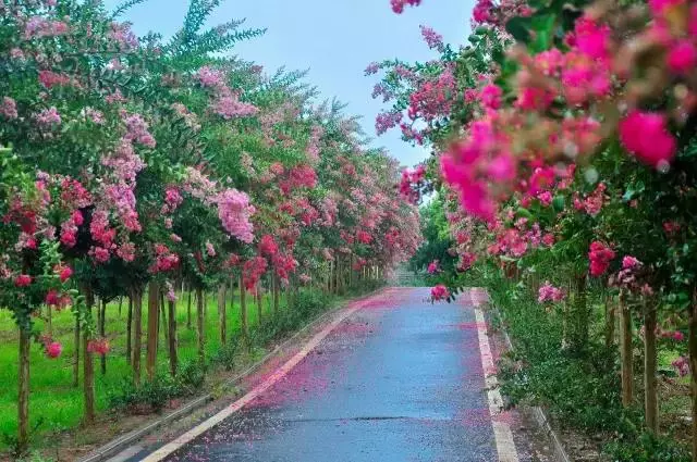 新洲旅游景点有哪些，新洲区景点（蔡甸、江夏、新州旅游景点大盘点）