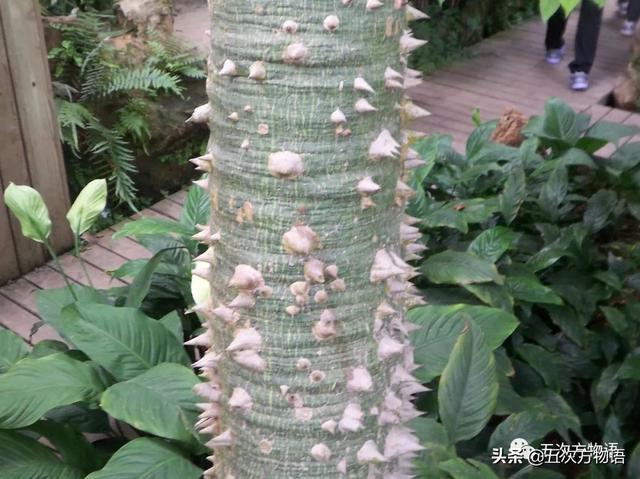 种的植物为什么有刺，浅谈植物的“刺”