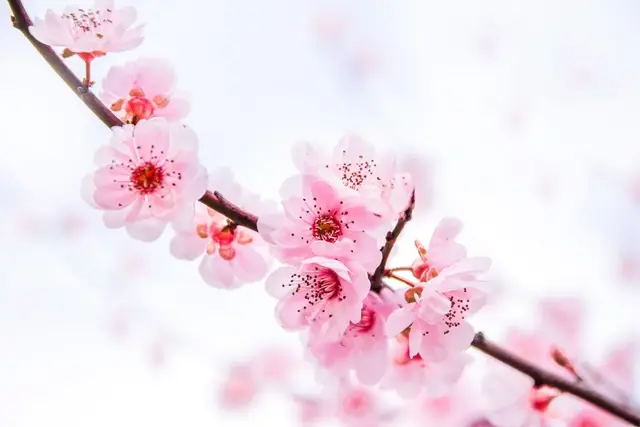 粗茶淡饭的反义词，粗茶淡饭的反义词是什么 标准答案（太齐全了，值得收藏）