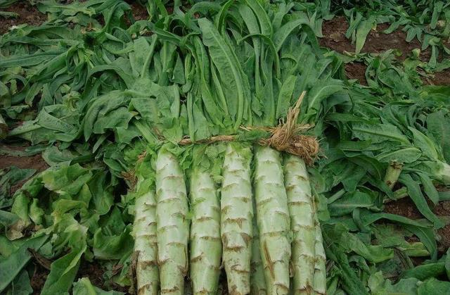 春季适合吃的黄金菜，春天必吃8大黄金菜