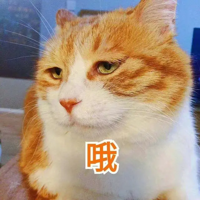 猫咪可以喝温水吗，猫咪能喝煮开的水吗（天冷了，猫咪也要多喝热水）
