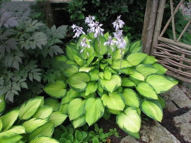 春天的植物有哪些，春天常见的植物（“24种”适合冬天种植的花草）