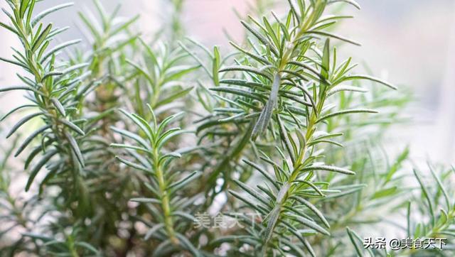 西红柿有几种吃法那种最科学，西红柿吃法有多少种（西红柿的几种做法）