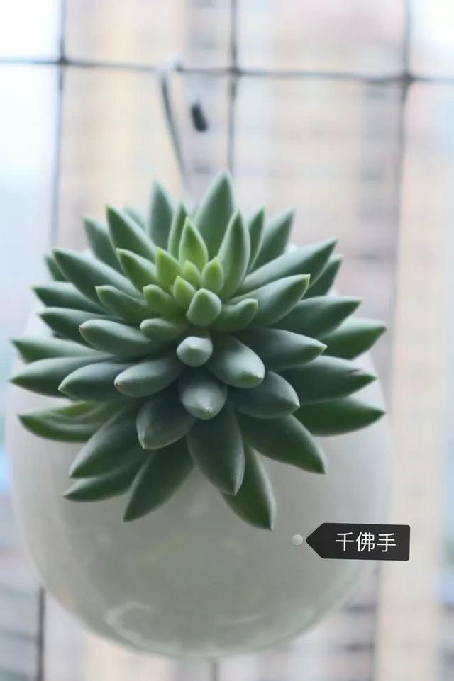 丸叶松绿怎么养，丸叶松绿的叶子可用来繁殖吗（养多肉，记名字，预防老年痴呆）