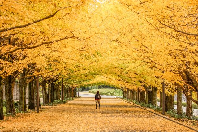 银杏树的特点具体有哪些，银杏树有什么特点（怎么就成濒危物种了）