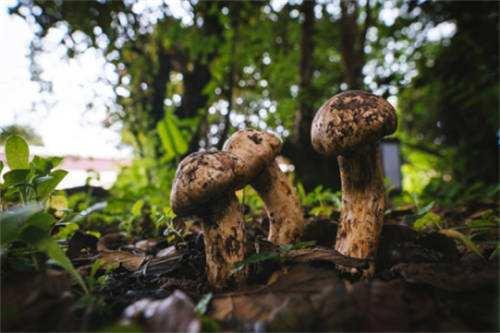 吃松茸的禁忌，松茸怎么吃法大全（健康口感两不误的养生圣品）