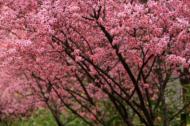 欲钱去树上找一找，欲钱去树上找一找是什么生肖（路过花瓣都能落头上）