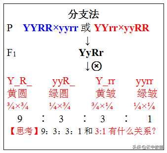 目录格式怎么设置，WORD技巧（遗传定律知识点最全总结！）