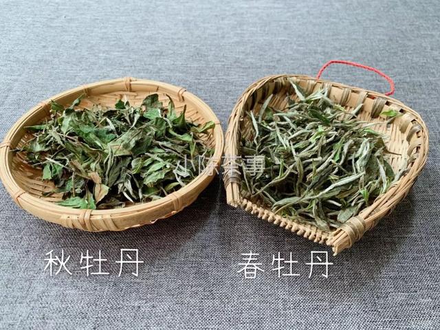 白牡丹茶怎么泡，白牡丹是什么茶（白茶春牡丹和秋牡丹）