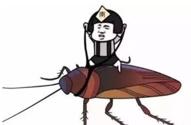南方蟑螂有多大，南方的蟑螂有多大（为何北方人很怕南方的蟑螂）