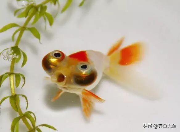 金鱼都有什么品种，金鱼有多少种品种（高颜值金鱼，养金鱼就选这些）