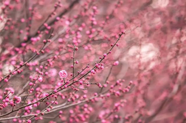 花柄花梗茎的区别，花梗和花茎的区别（一树一树的花花花花花花开）