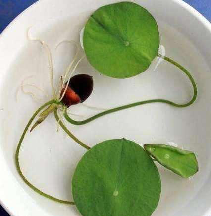 碗莲的种植方法，碗莲种植方法（花开娇艳又好看）