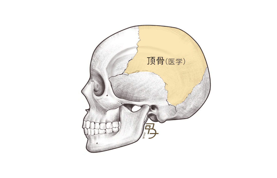 颞线在顶骨(医学)处形成的转折,就是佐串骨.