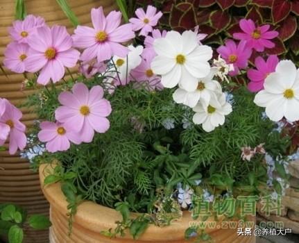 波斯菊要怎么种，波斯菊要怎么种植和养护（波斯菊最全的种植方法和注意事项）