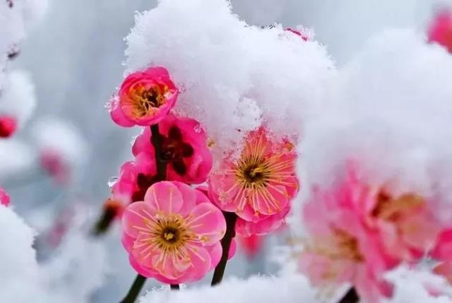 咏梅的古诗,写梅花的诗词名句(建议孩子们寒假晨读晚诵的30首咏梅诗词) 咏梅的古诗,写梅花的诗词名句(建议孩子们寒假晨读晚诵的30首咏梅诗词)