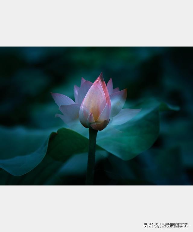 荷花图片，荷花图片大全真实照片（分享18张实拍荷花照）