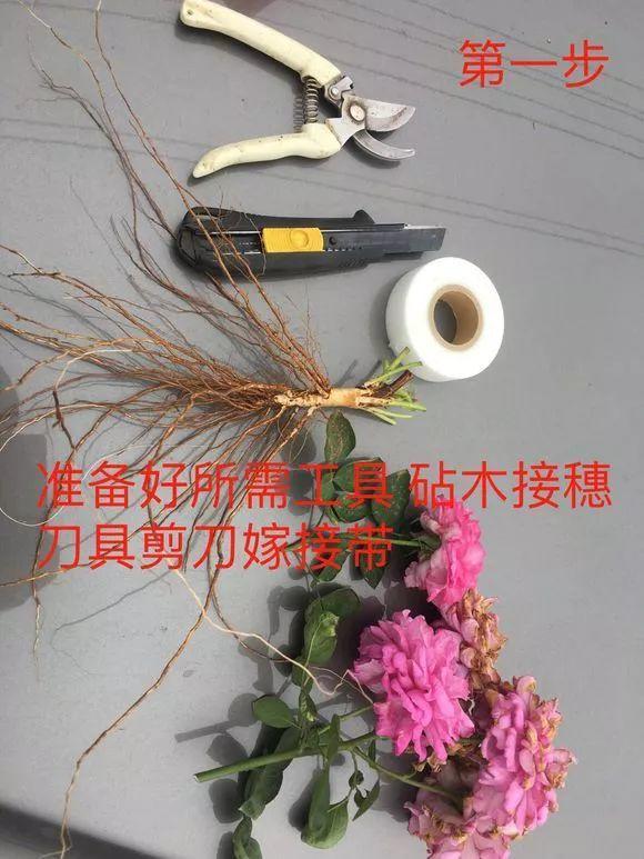 大花月季嫁接的方法，月季花嫁接方法学（月季嫁接用对方法）