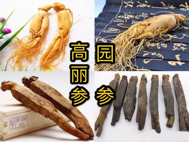 怎样区分山参，怎样区分山参和洋参（为什么野生人参远超黄金）