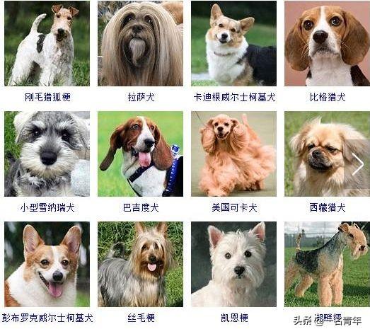 还不知道你家狗狗属于什么体型犬吗？几乎齐全了