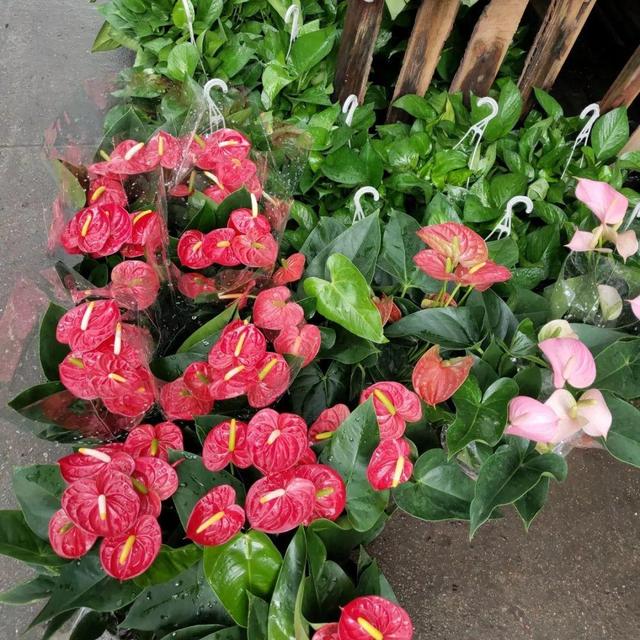 荷花最好看的品种是什么，这花最好看、最好养