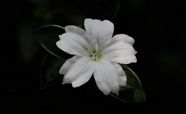 关于六月雪花语介绍，六月雪花语（和情感有关，而且搭配很重要）