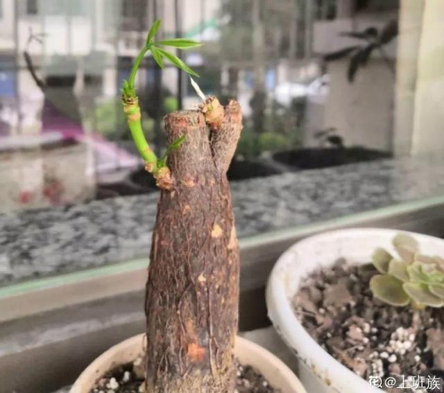 鹅掌柴的作用与功效，鹅掌柴的功效与作用（一养就能养20年）