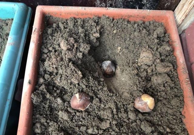 郁金香多久开花，郁金香从播种到开花需要多少天（郁金香在南方也能养开花）