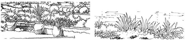 超简单风景速写入门初学者，适合初学者学习的速写中植物配景的画法图解教程