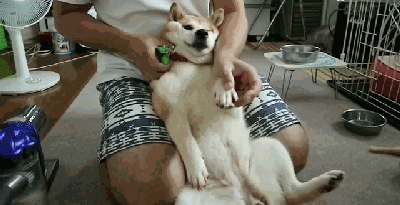 养狗需要做哪些方面的准备，养狗之前需要准备什么（养狗狗所需的“物品清单”）