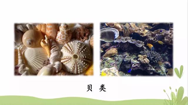  推怎么组词，推的组词（部编版三年级语文下册课文23《海底世界》知识点+图文解读） 