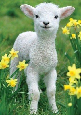 小绵羊可爱图片，可爱小绵羊微信（小羊头像 ，今日份治愈）