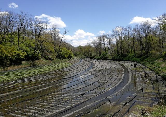 芥末为什么叫瓦萨比，瓦沙米是芥末吗（终于去了安昙野大王山葵农场）