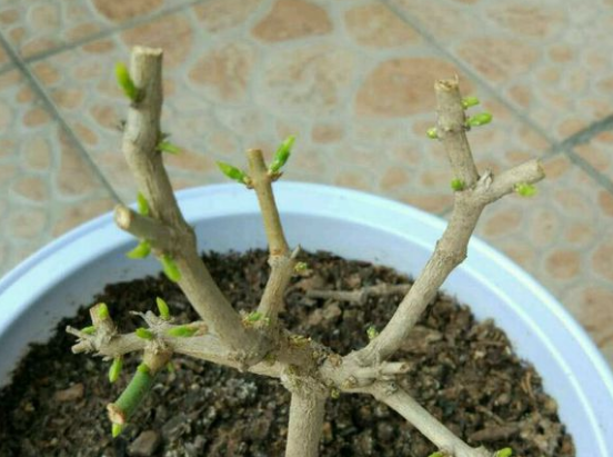 茉莉花什么季节开花，茉莉花什么时候开花最佳（什么时候换盆和修剪）