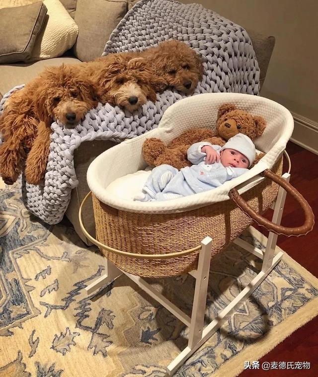 泰迪熊抱抱熊，一出生就有三个巨型“泰迪熊”陪睡（泰迪熊抱抱熊适合结婚送么）