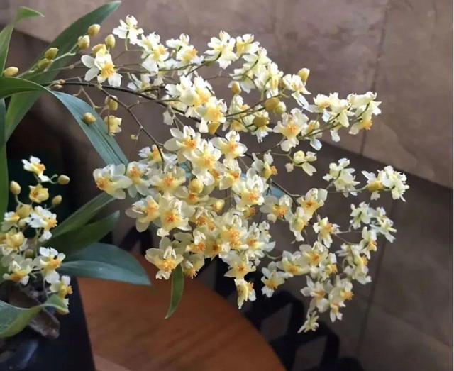 香草兰花怎么养，香兰草怎么种植（屋里养盆“香水花”）