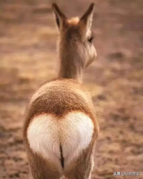 培育狍子的技巧是什么，狍子养殖利润和成本（靠自己的本事变成了国家二级保护动物）