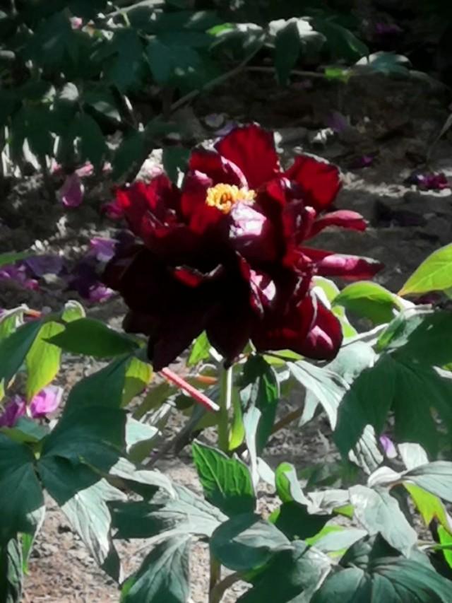 牡丹是什么意思，凤穿牡丹是什么意思（现在是牡丹盛开时节）