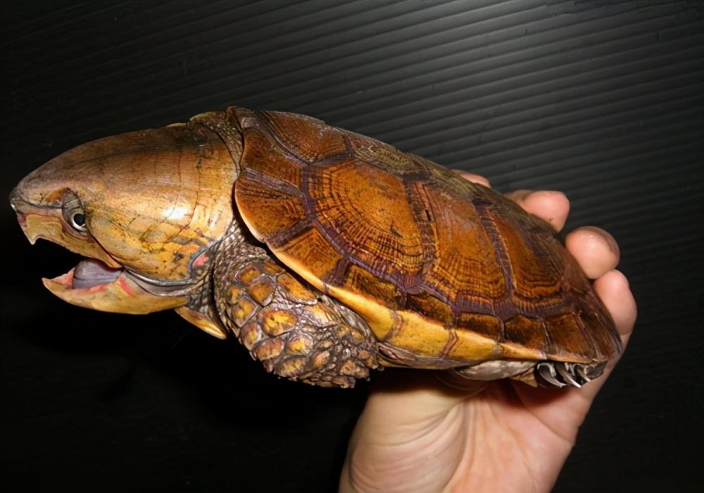 黄泥龟的寿命,中国乌龟寿命("千年王八万年龟"是真的吗)