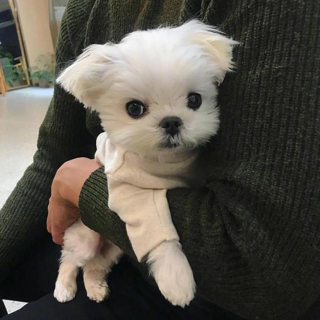 第五头像丨我可以抱抱你吗，抱抱你的头像微信（可爱头像，天好冷）