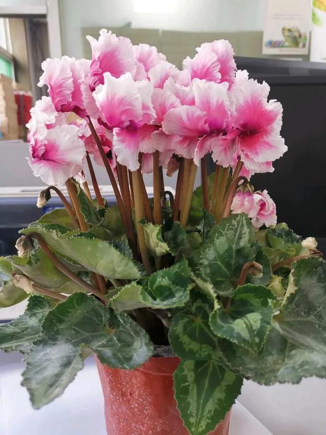 如何养好比利时杜鹃，如何养好比利时杜鹃品种（经验少的朋友别入“坑”）