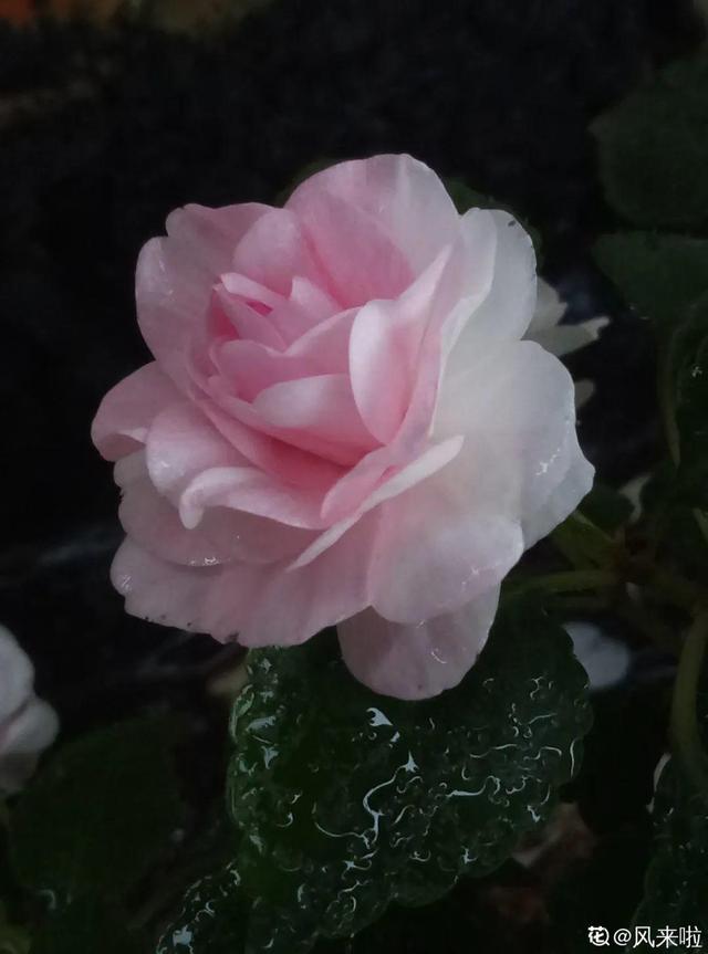 鸟尾花的繁育管理，鸟尾花 花期（30种耐阴花）