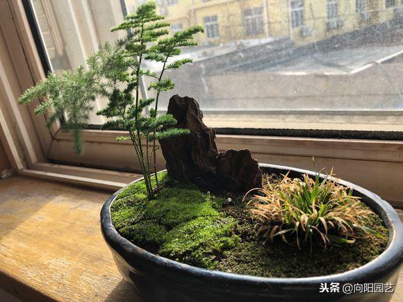 文竹的养殖方法，提高家庭的档次（文竹的养殖方法和注意事项几天浇水）