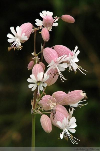 百日菊有毒吗，百日菊为啥叫百日菊（十分难得一见的各种花名介绍）