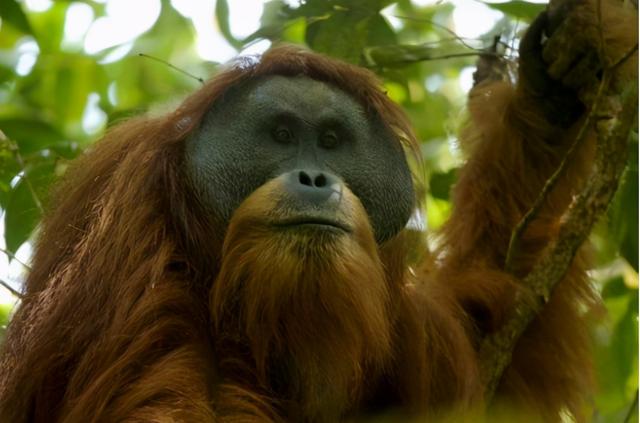 最像人类的动物，大猩猩最像人类的物种（第一个即将灭绝的类人猿）