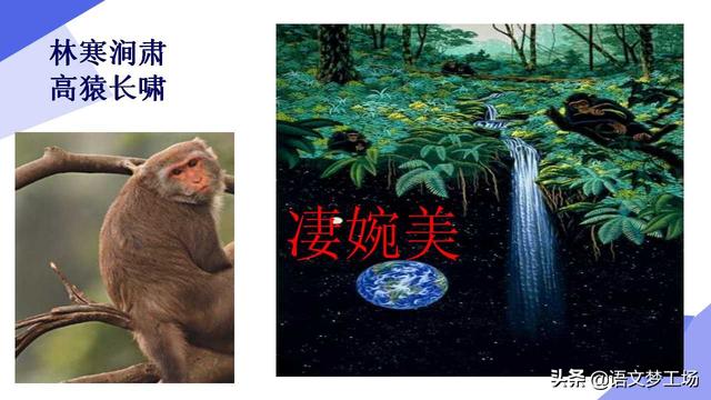 三峡猿啼之谜，三峡中的猿鸣（人教版语文八上三单元《三峡》课文详解）