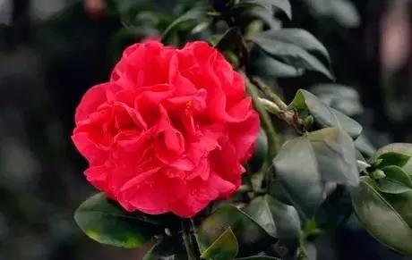 如何识别六角大红茶花，如何识别六角大红茶花的真假（带你认识名贵茶花品种）